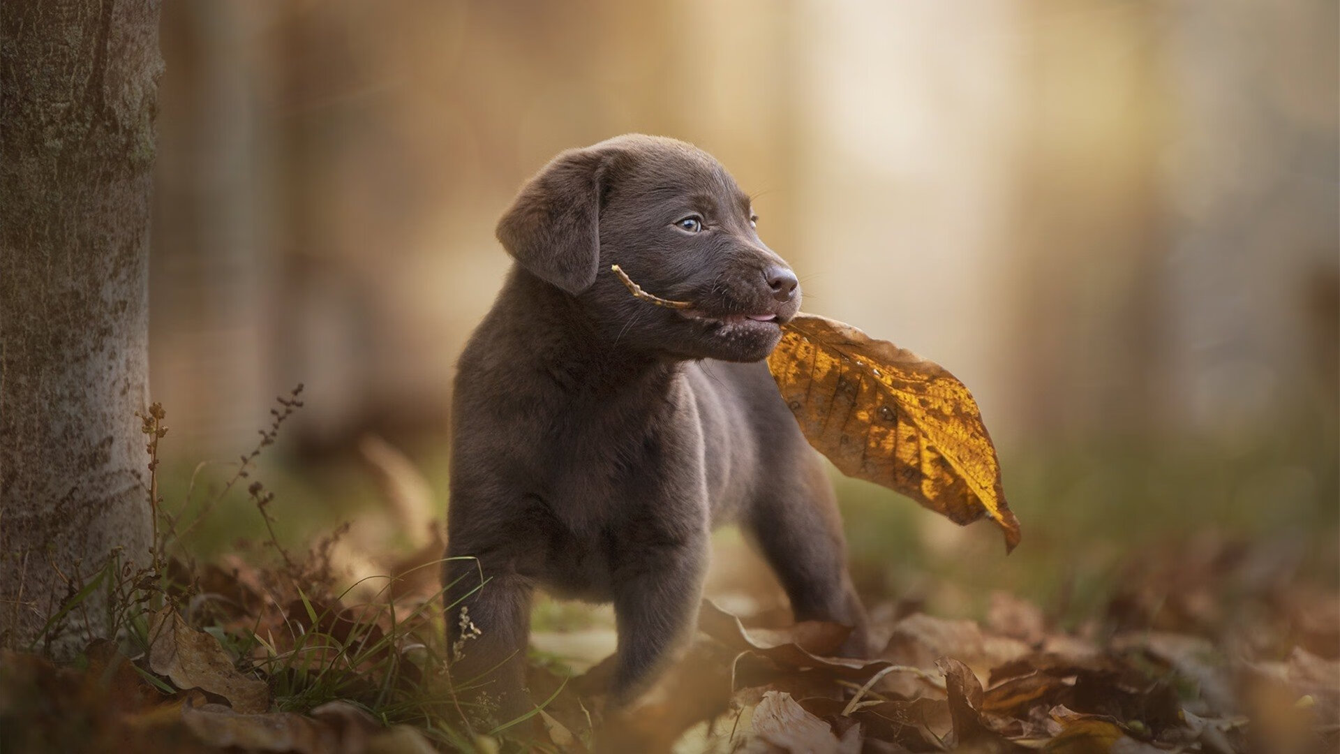 《竞技场景的未来：虚拟现实与增强现实的结合》，现场竞技类小游戏